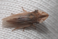 (Homoptre - Cicadellidae - Eupelix cuspidata)